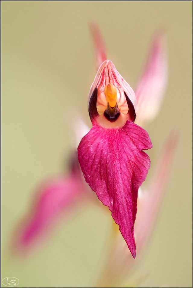 Serapias istriane