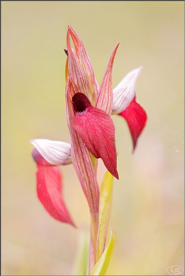 Serapias istriane