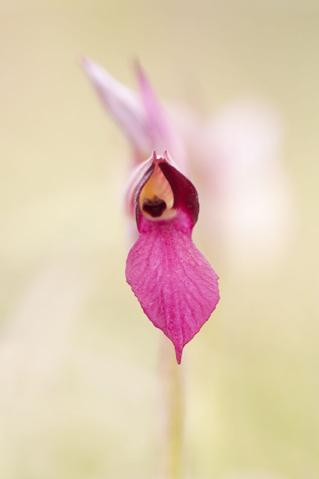 Serapias istriane
