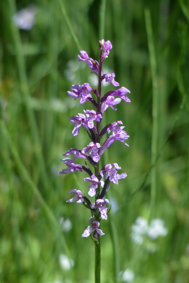 Lusus di Dactylorhiza fuchsii?