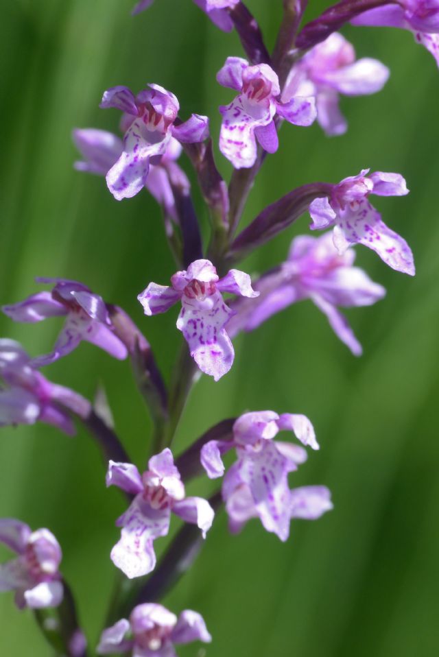 Lusus di Dactylorhiza fuchsii?