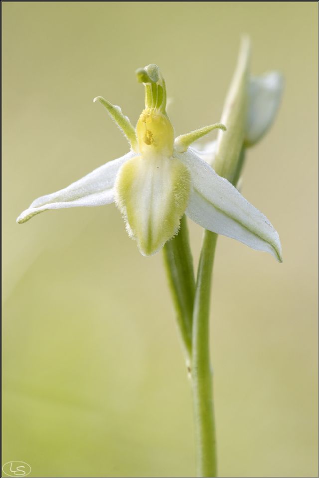 Forme anomale di Ophrys apifera nel Lazio e Abruzzo - giugno 2026.
