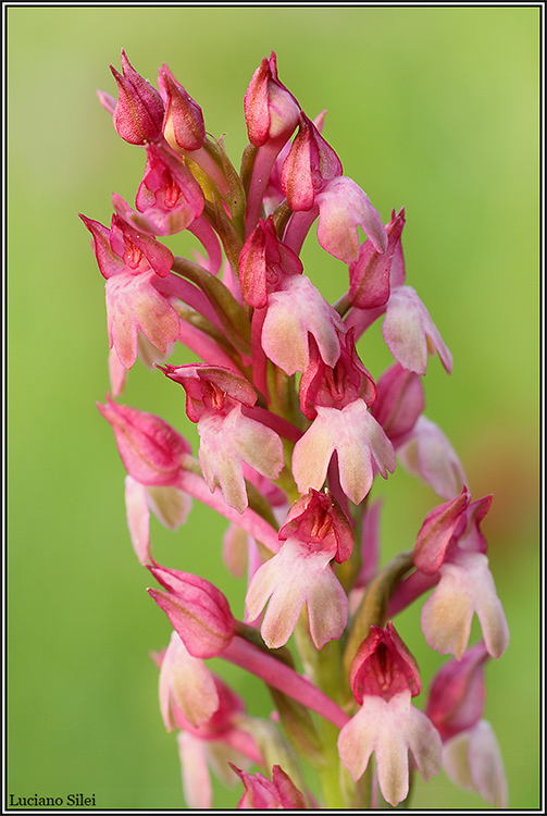 Anacamptis x simorrensis