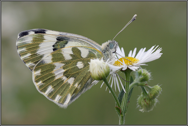 Pontia Edusa