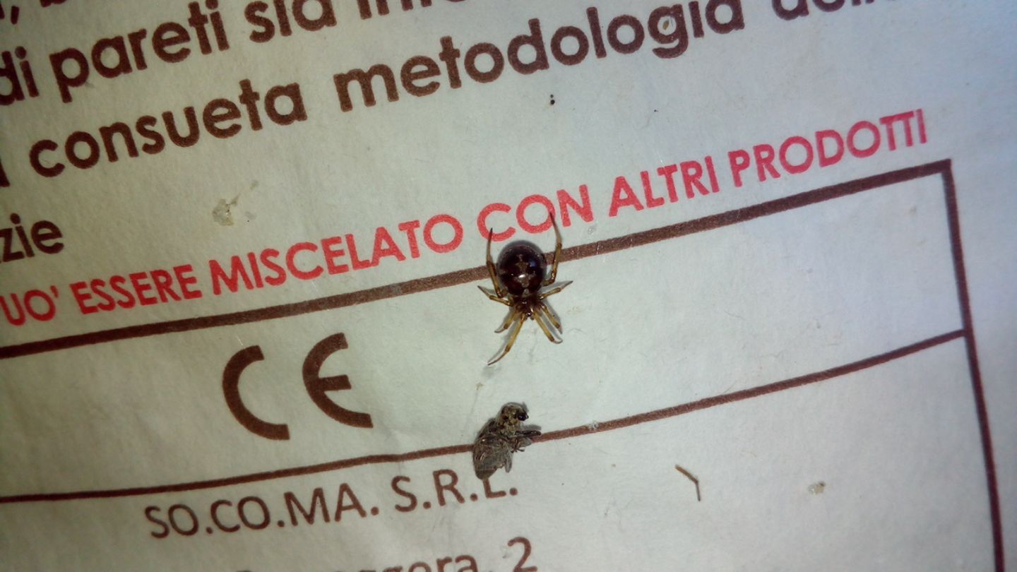 Maschio di malmignatta?  No, Steatoda triangulosa  -  Roma