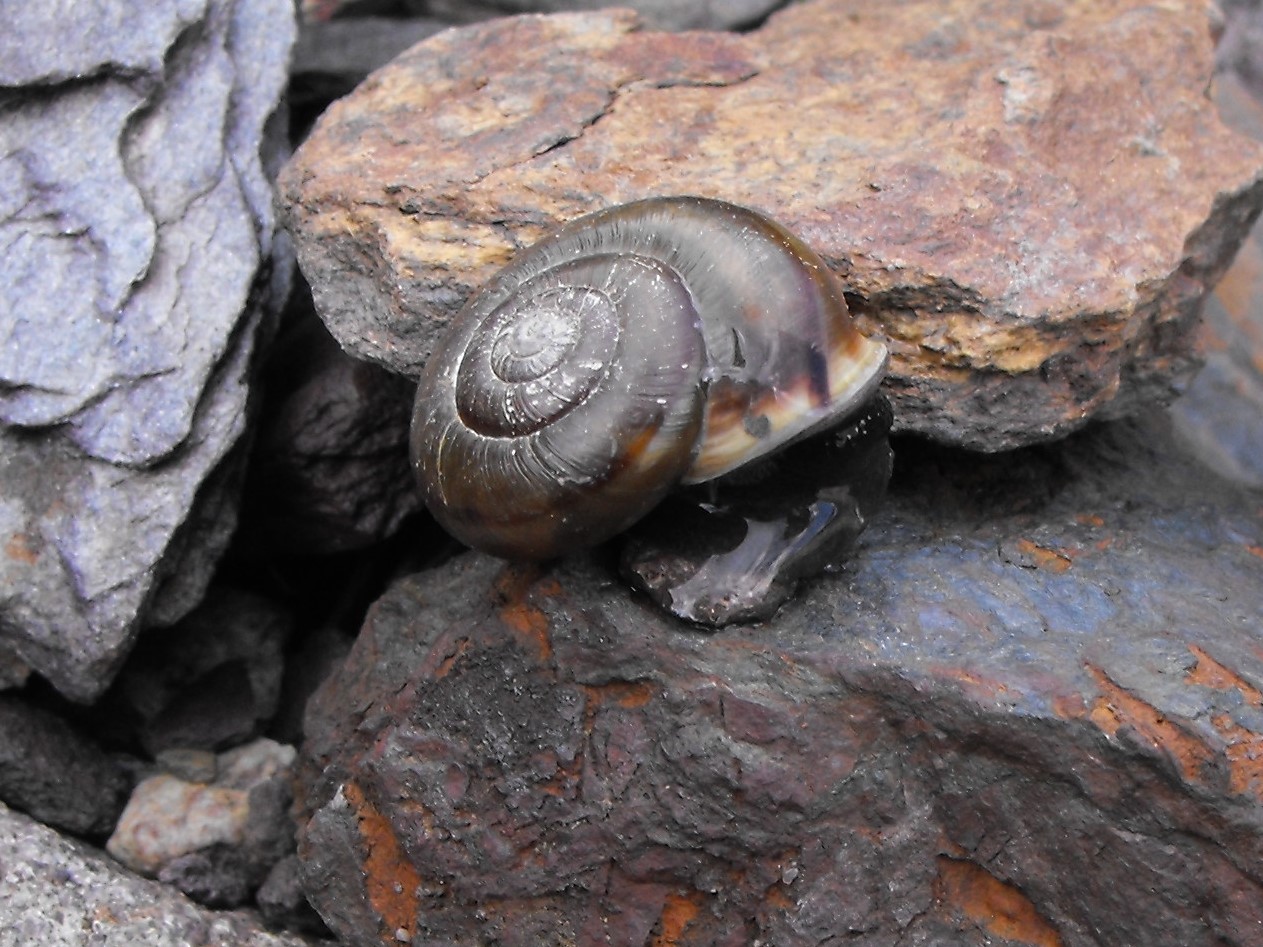 Chilostoma adelozona var. debettae ( Adami, 1876)