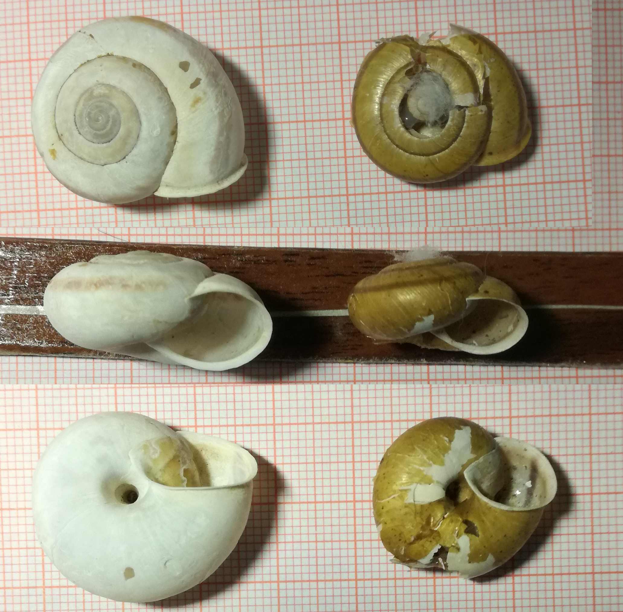 Chilostoma zonatum foetens (Studer, 1820)