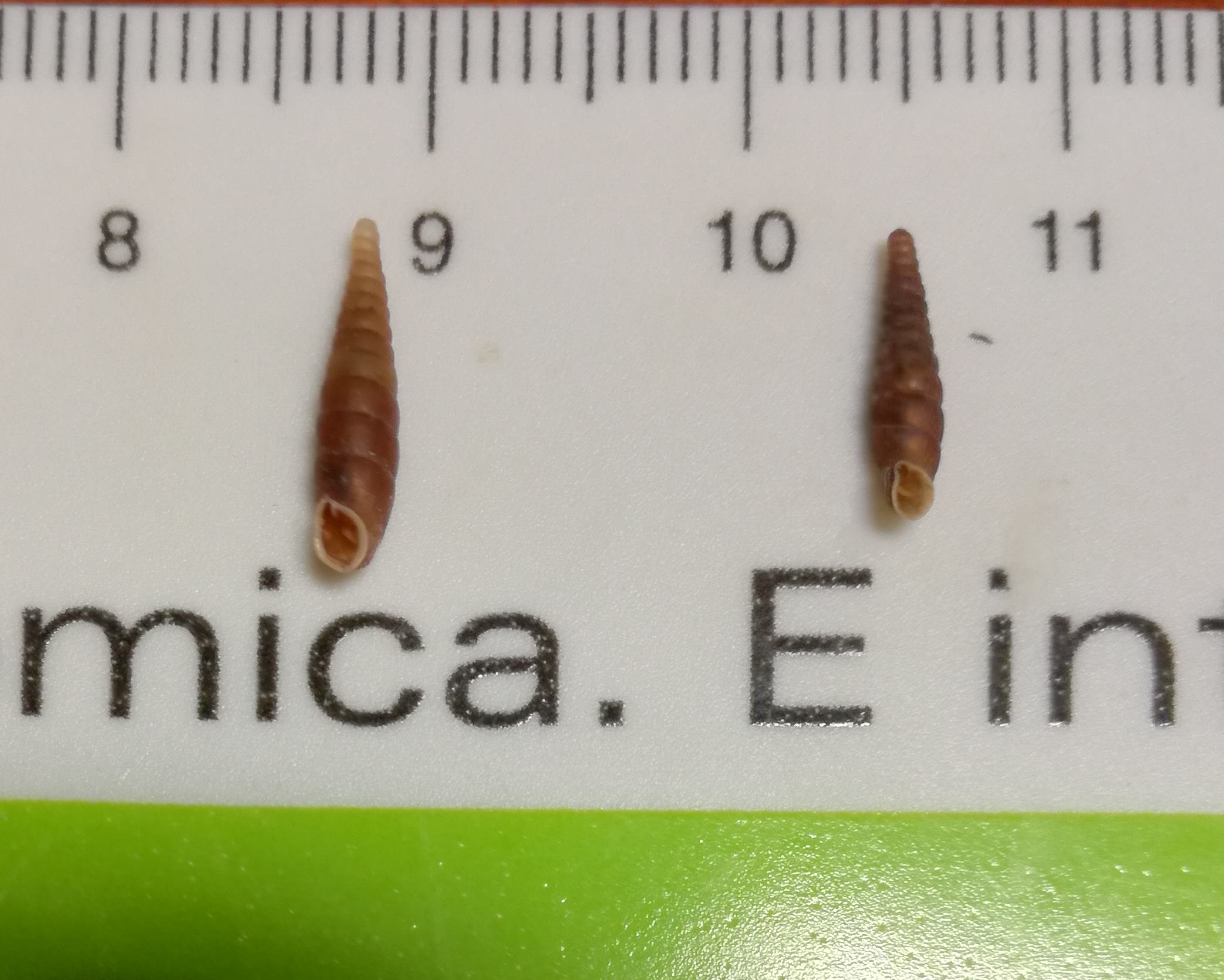 C. exoptata?