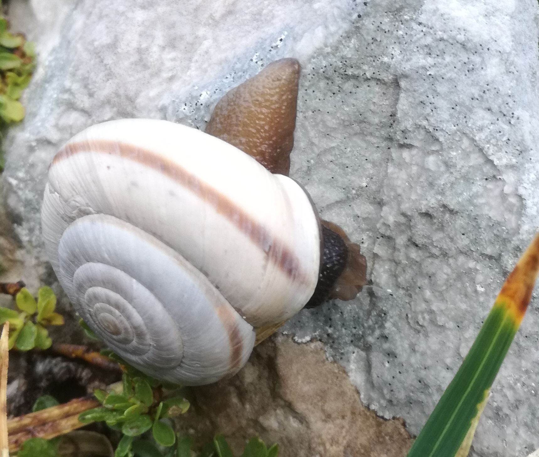 A caccia di Chilostoma nei dintorni del Pizzo Arera