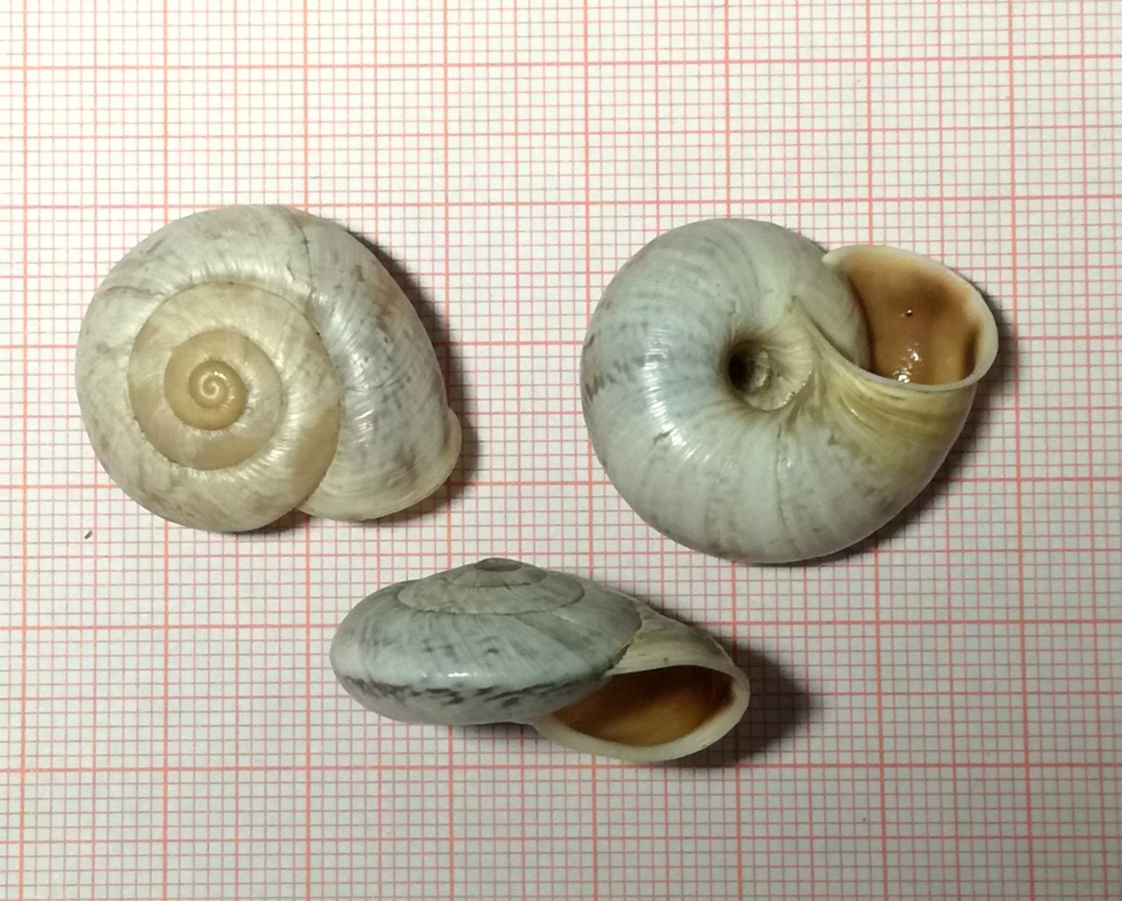 A caccia di Chilostoma nei dintorni del Pizzo Arera