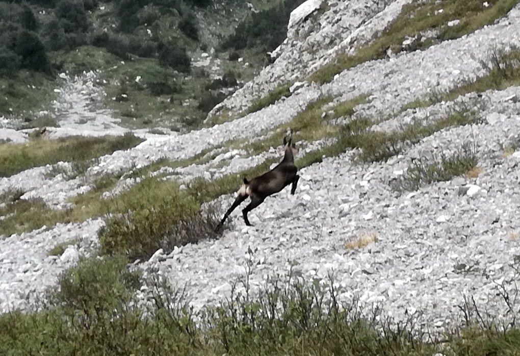 A caccia di Chilostoma nei dintorni del Pizzo Arera