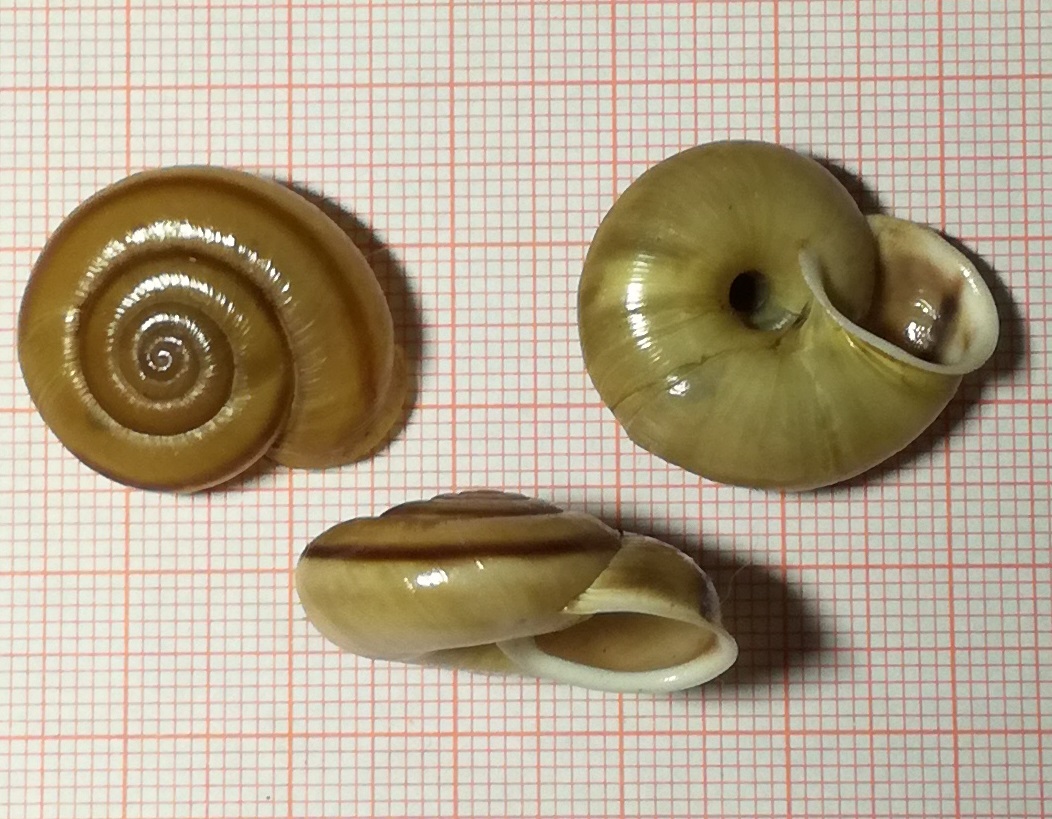 A caccia di Chilostoma nei dintorni del Pizzo Arera