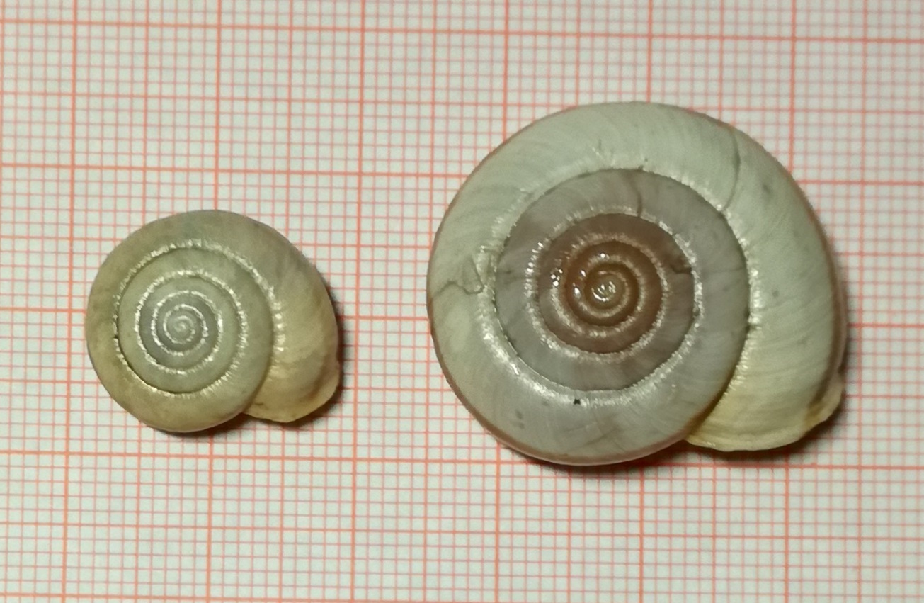 A caccia di Chilostoma nei dintorni del Pizzo Arera