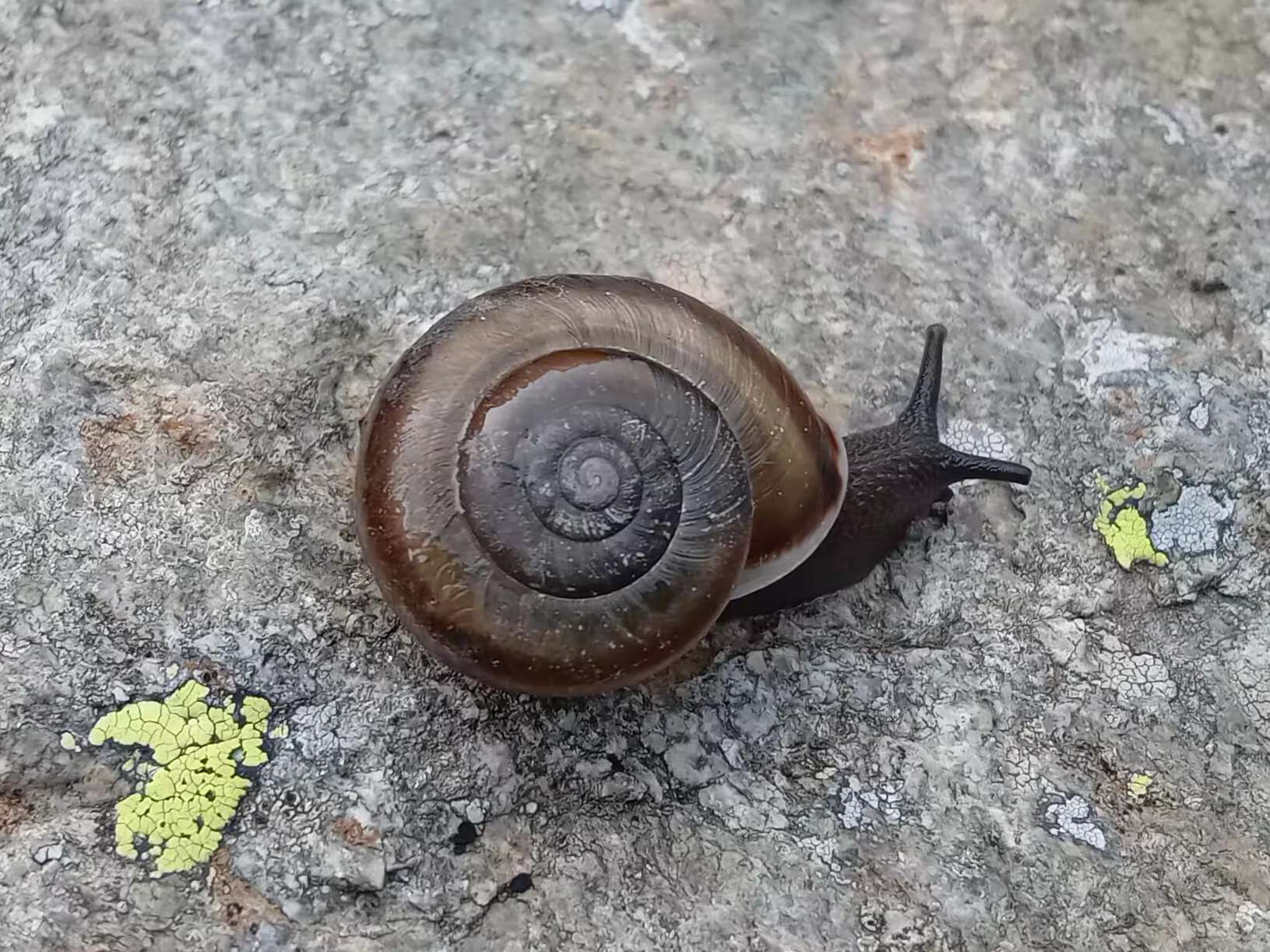 Chilostoma millieri italiano
