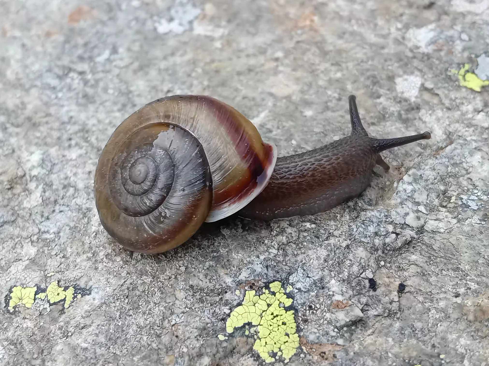 Chilostoma millieri italiano