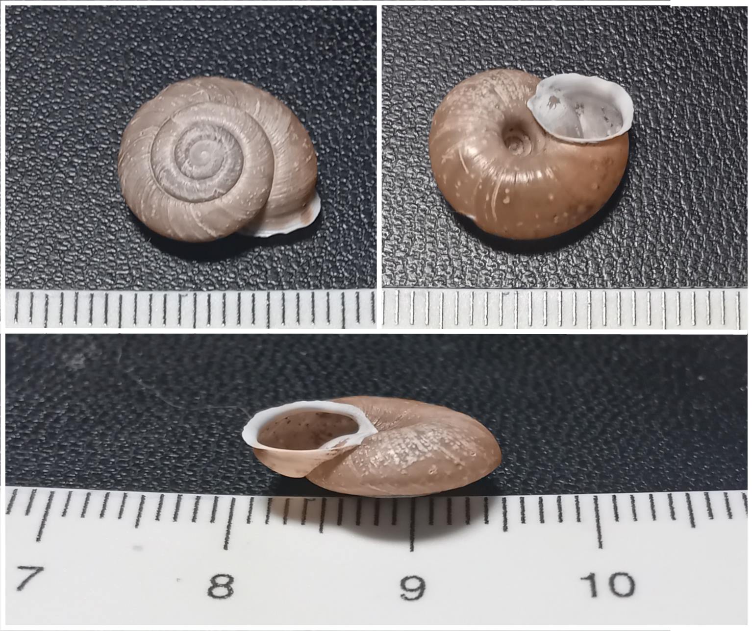 Chilostoma (Corneola) crombezi quasi italiano