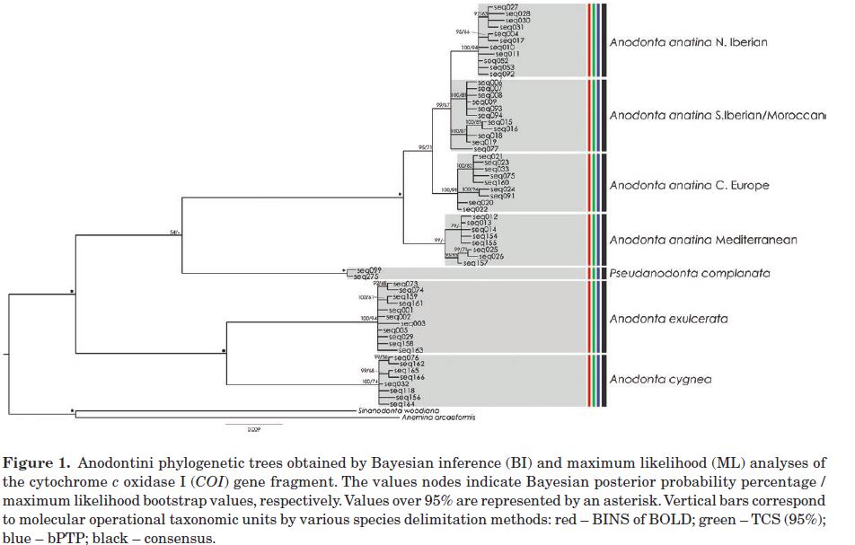 Anodonte del lago di Pusiano a confronto