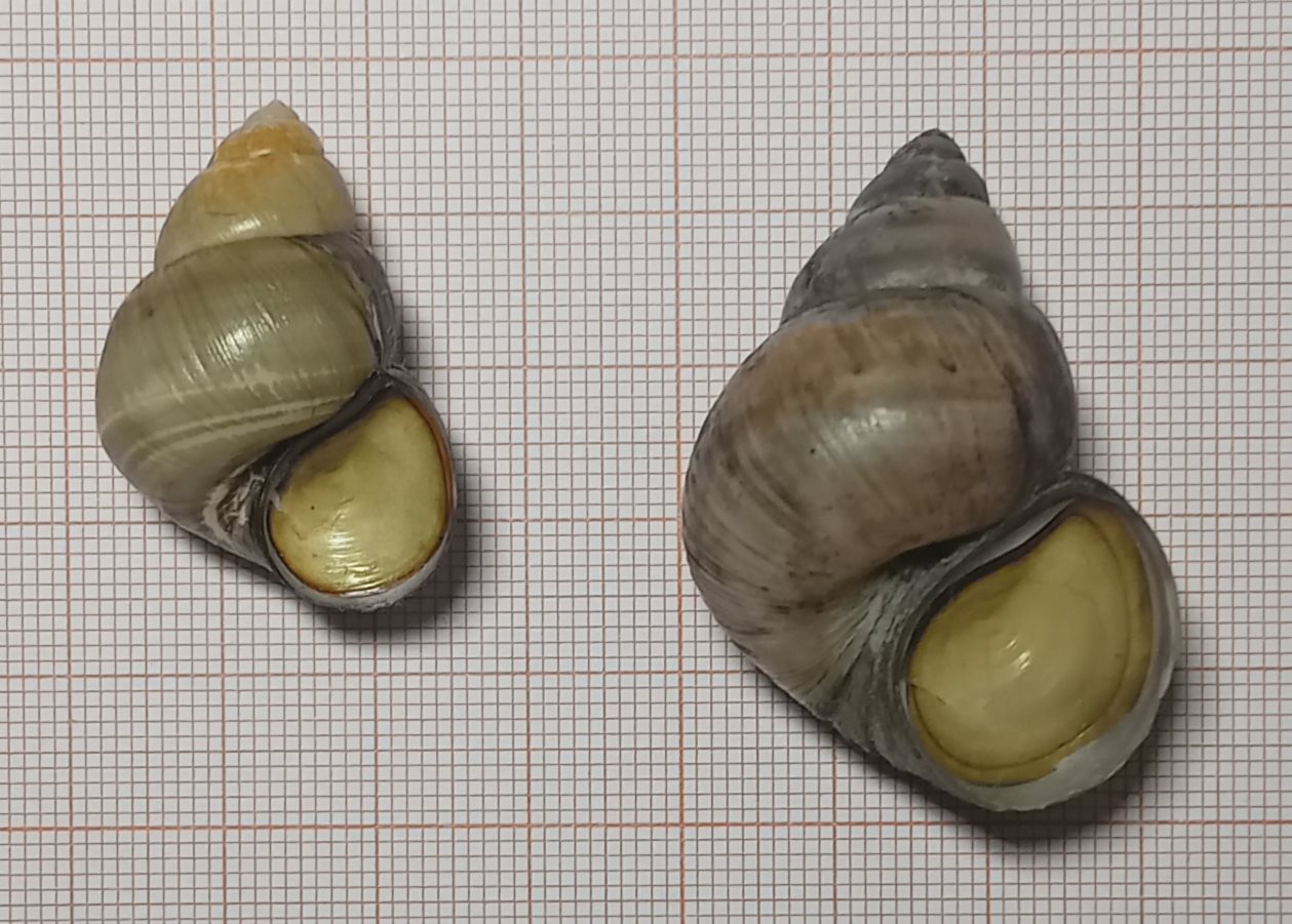 Viviparus ater del lago di Pusiano