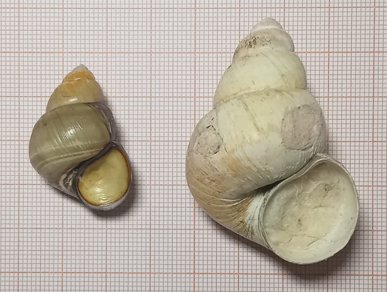 Viviparus ater del lago di Pusiano