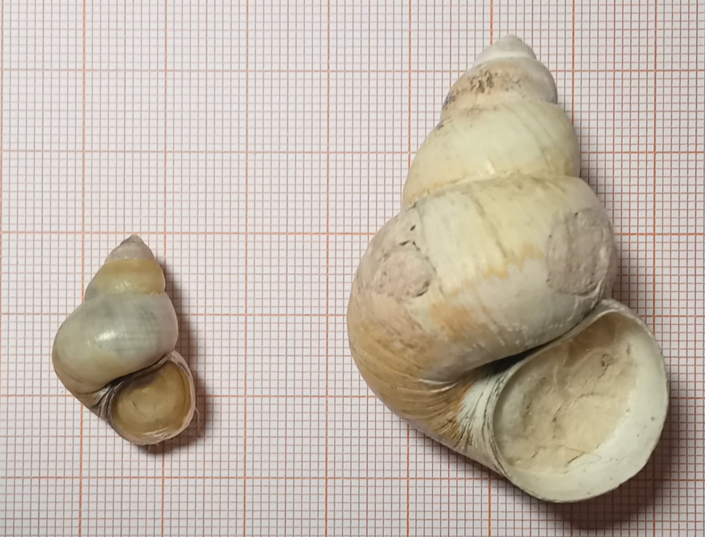 Viviparus ater del lago di Pusiano