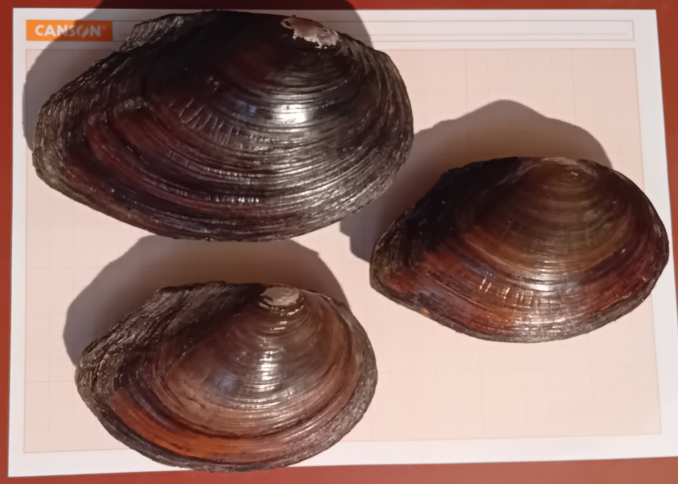 Anodonte del lago di Pusiano a confronto