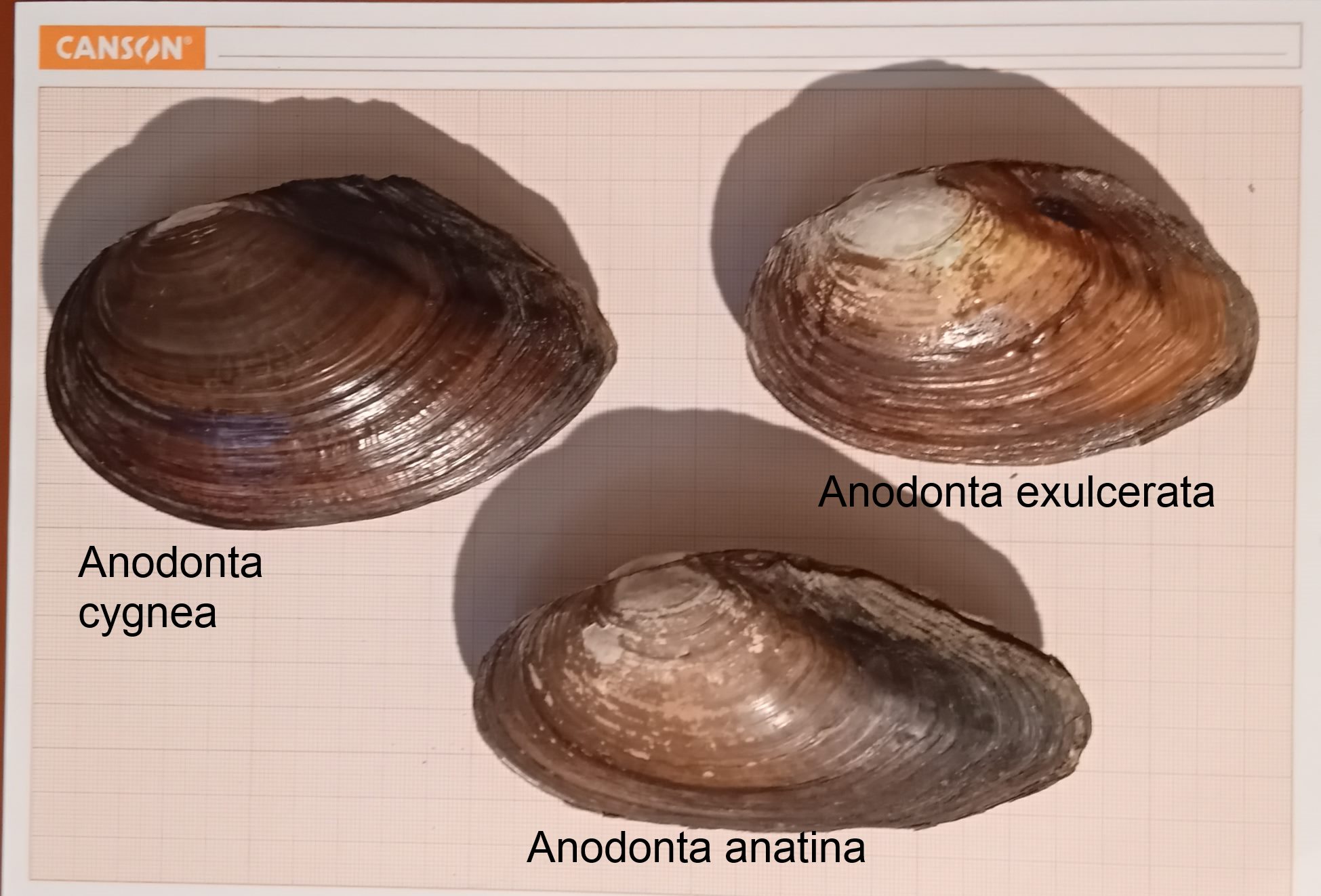 Anodonte del lago di Pusiano a confronto