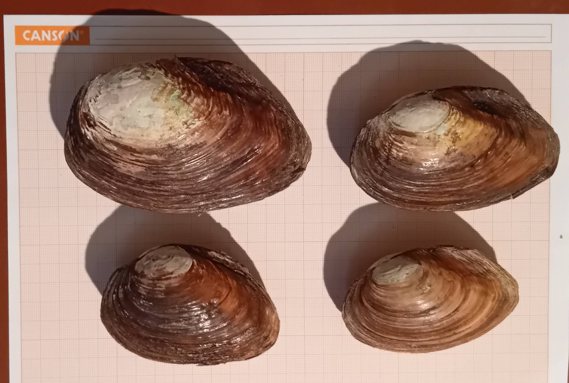 Anodonte del lago di Pusiano a confronto