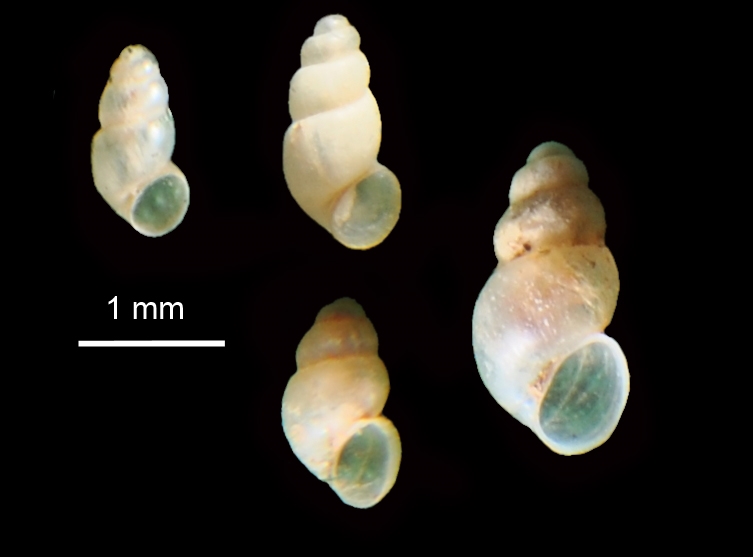 Alzoniella cf. feneriensis