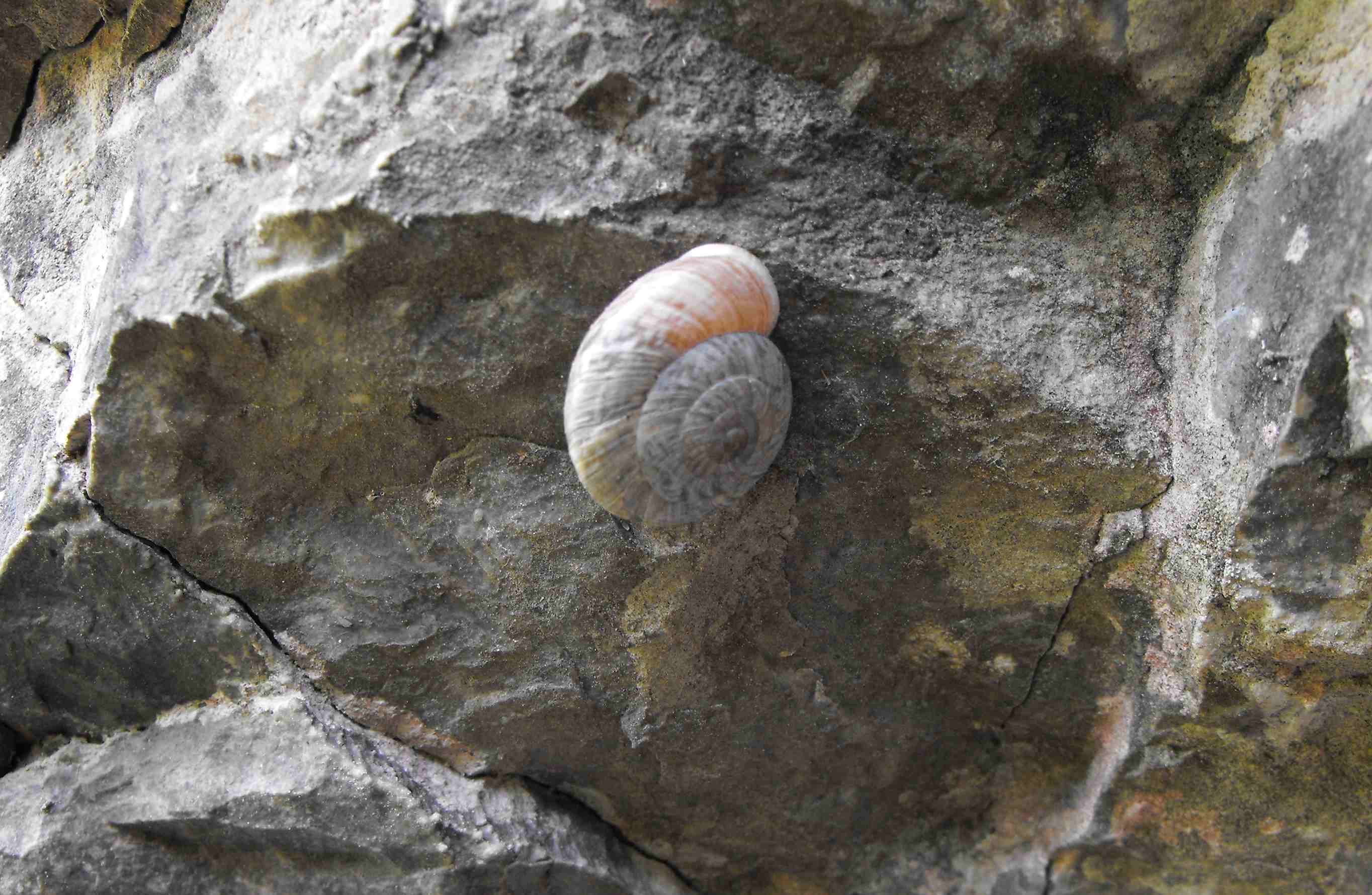 Simpatria tra Chilostoma tigrinum e Chilostoma cingulatum