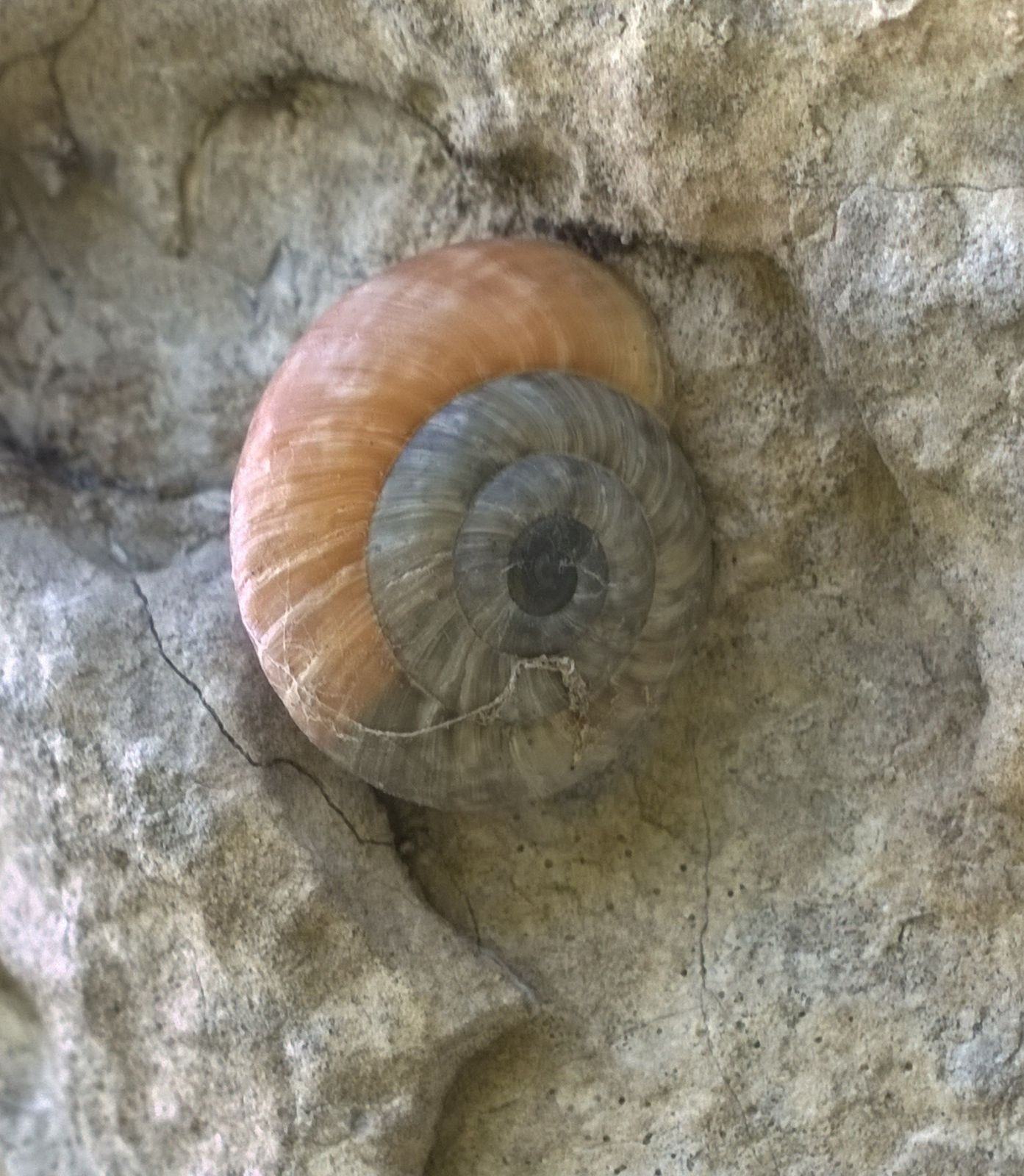 Simpatria tra Chilostoma tigrinum e Chilostoma cingulatum