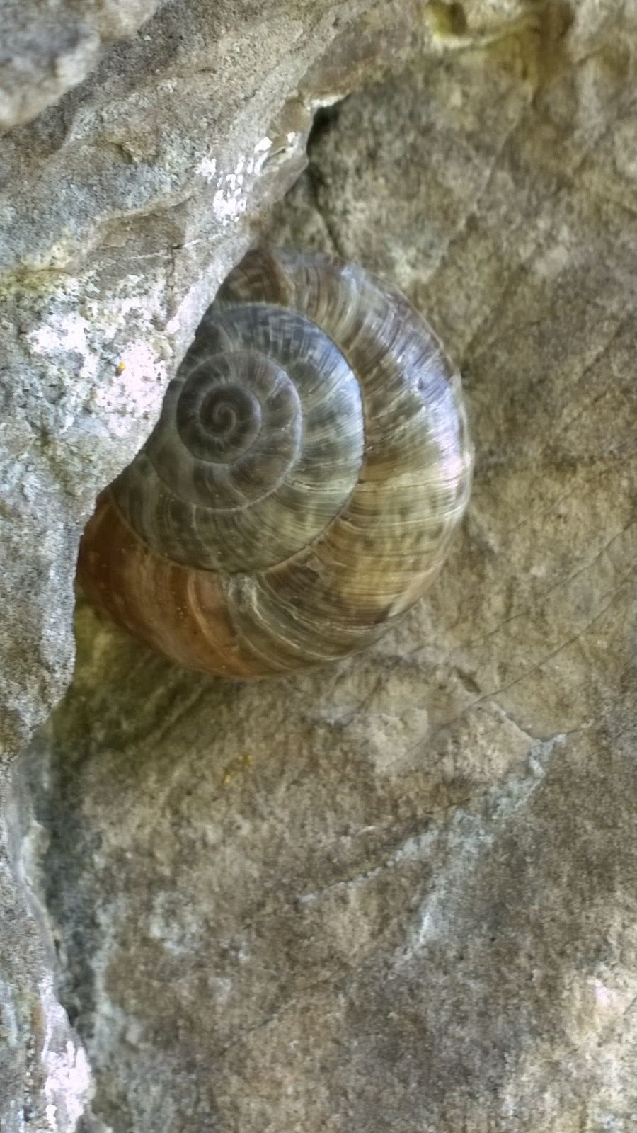 Simpatria tra Chilostoma tigrinum e Chilostoma cingulatum