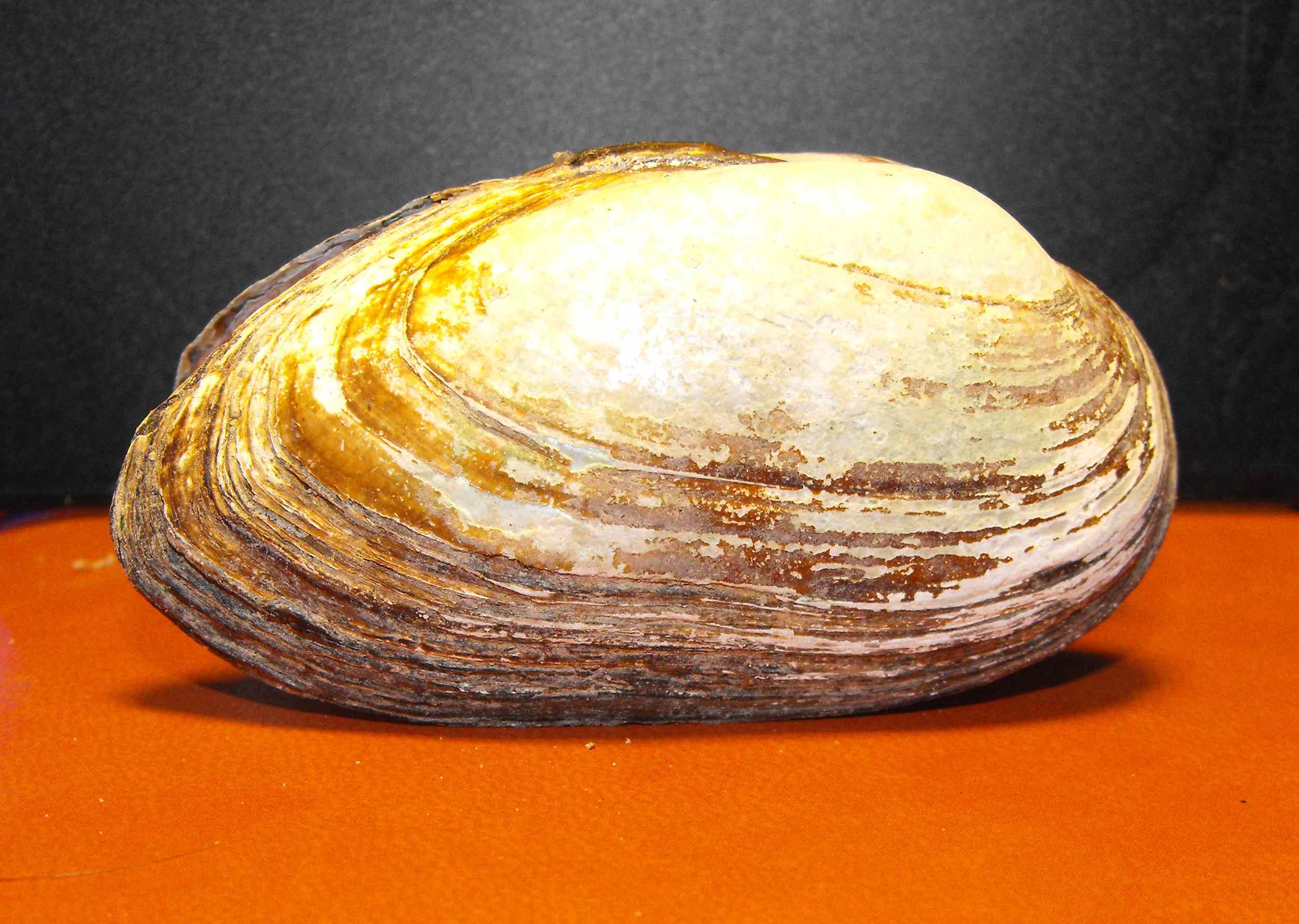 Microcondylaea compressa (Menke 1828) ?