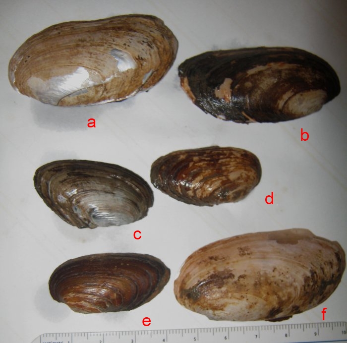 Microcondylaea compressa (Menke 1828) ?