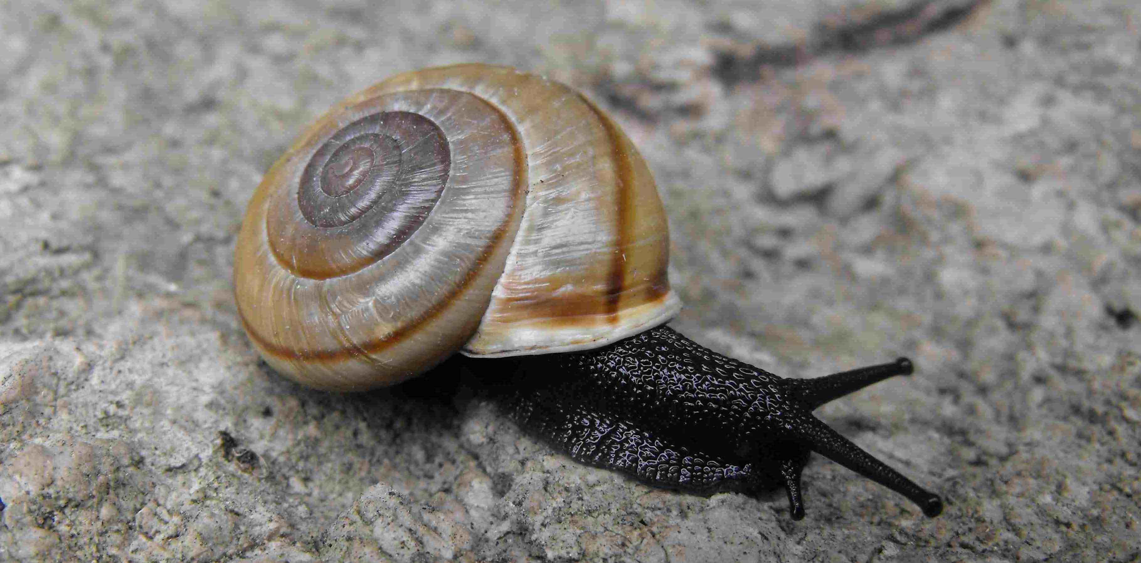 Chiave di lettura genere Chilostoma