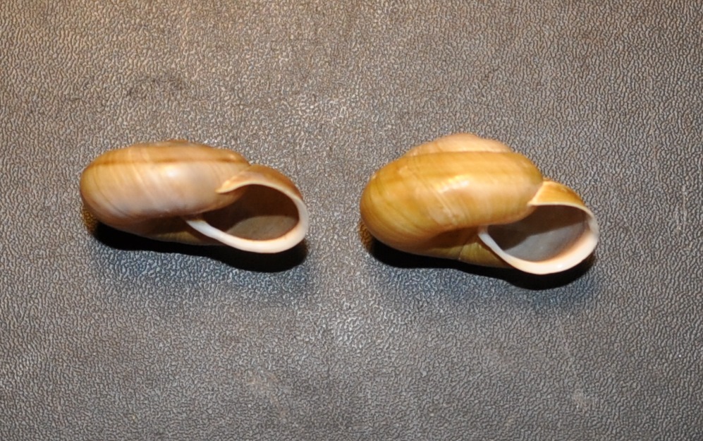 Chiave di lettura genere Chilostoma