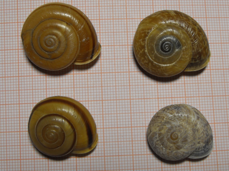 Un posto fantastico per i Chilostoma