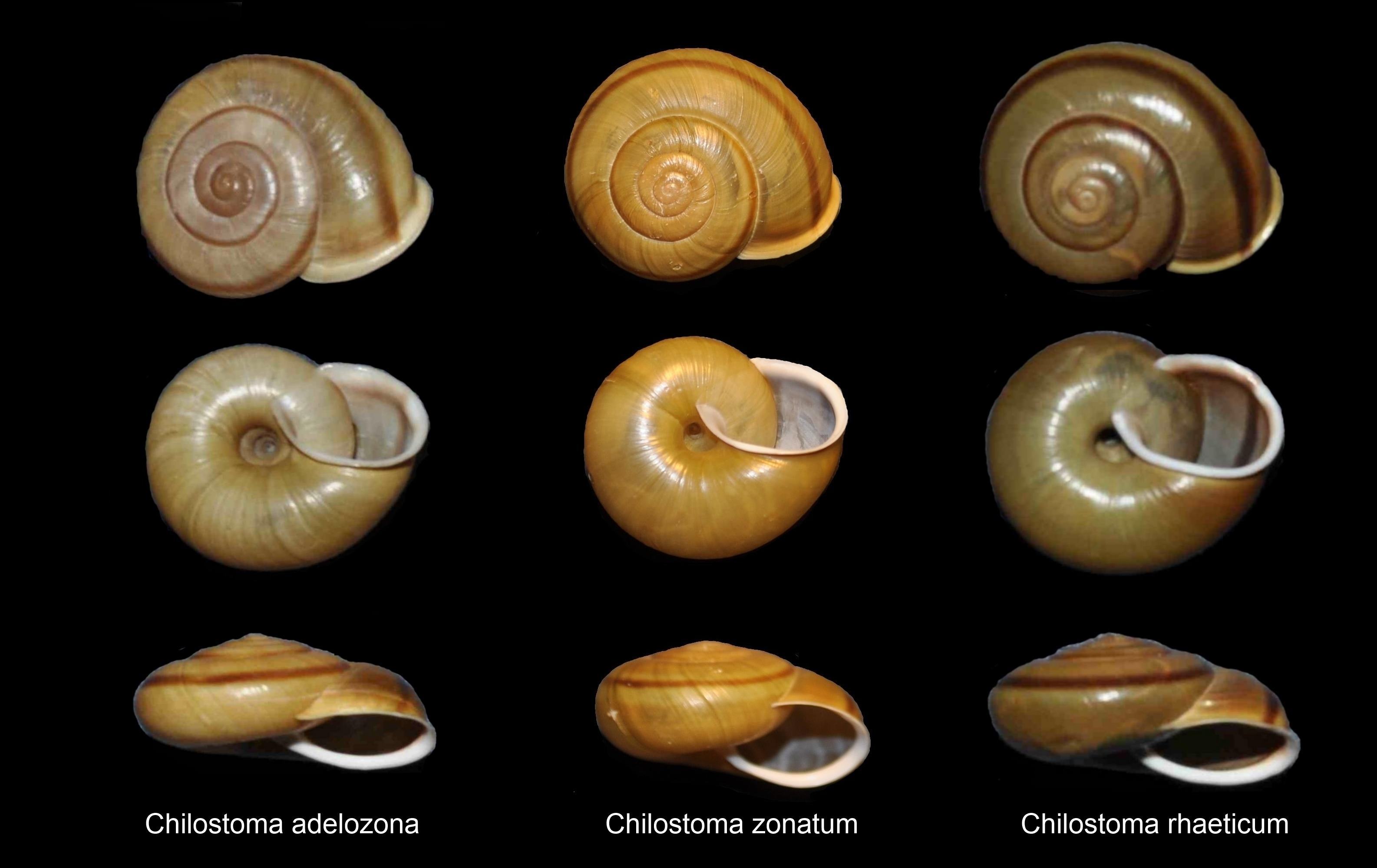 Chiave di lettura genere Chilostoma