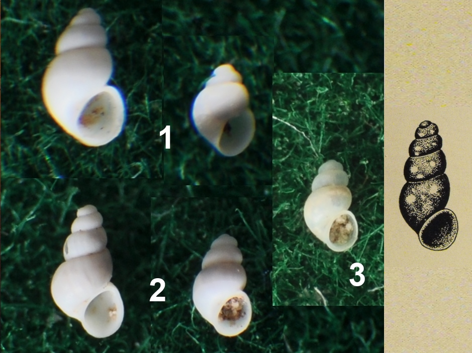 Alzoniella fabrianensis o Belgrandia ?