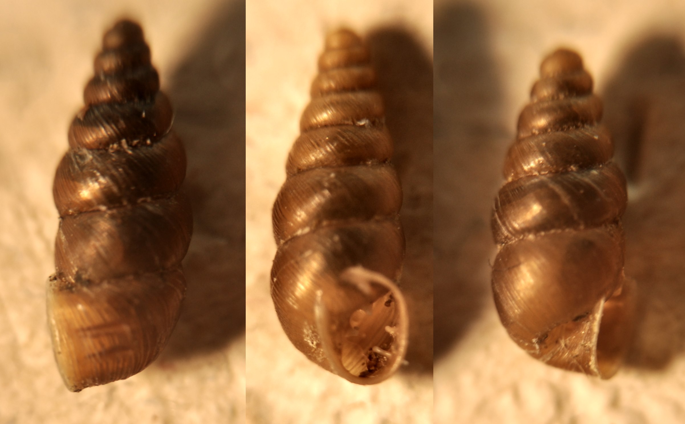 Chondrina feneriensis Bodon,Nardi,Cianfanelli & Kokshoorn, 2015