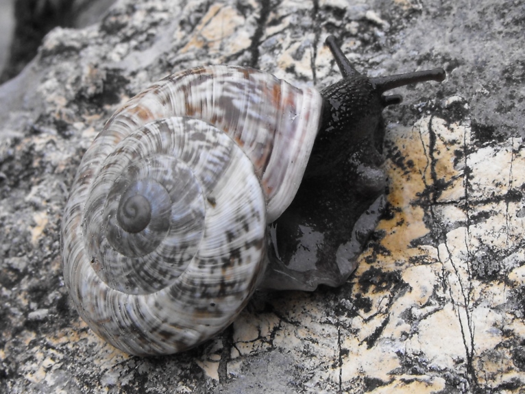 Un posto fantastico per i Chilostoma