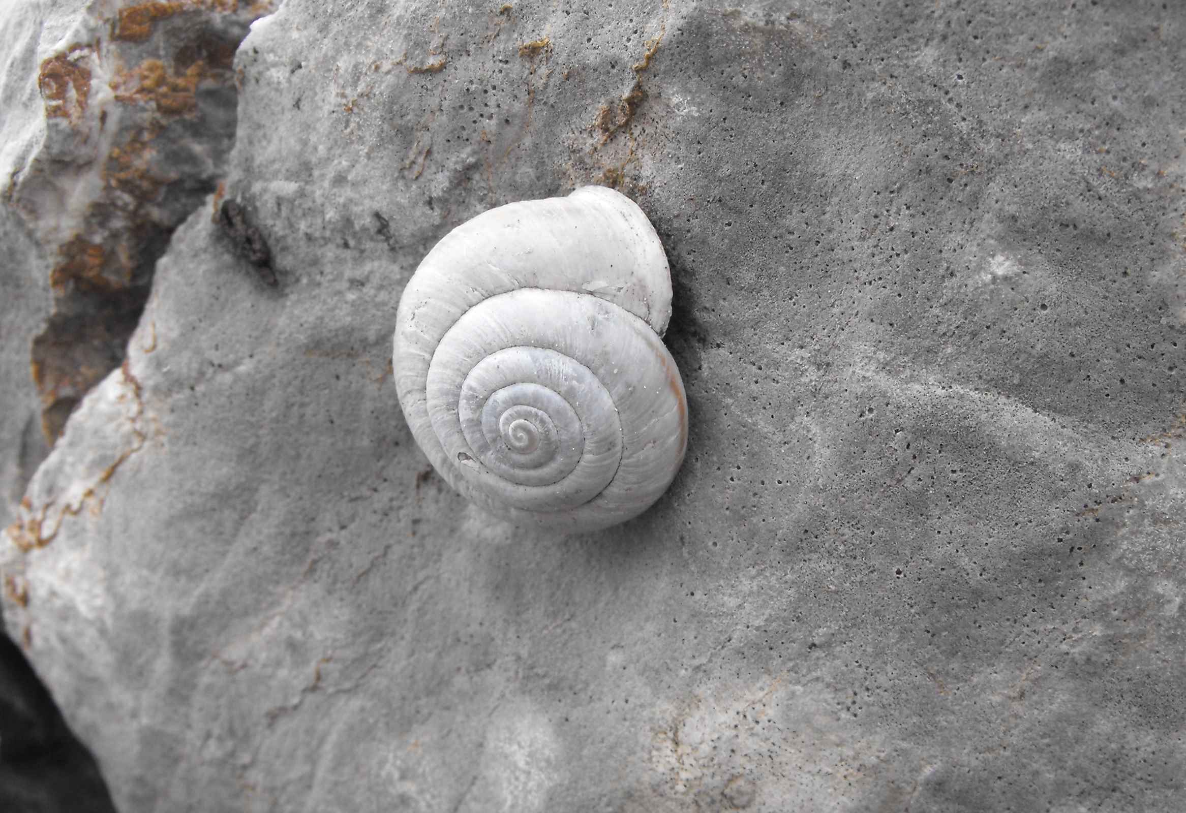 Chilostoma hermesianum dal M.te Cavallo (BG)