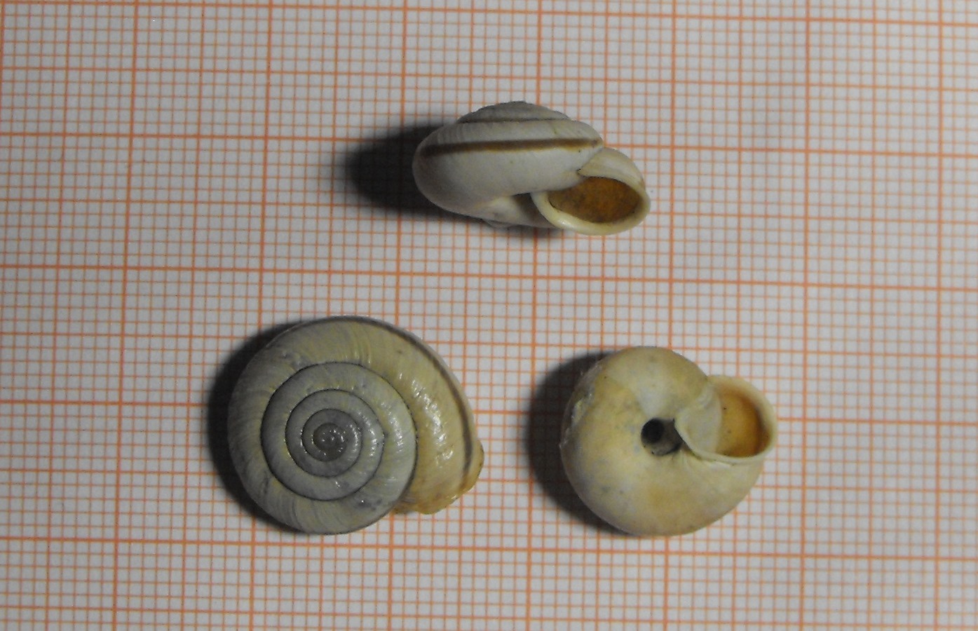 Chilostoma hermesianum dal M.te Cavallo (BG)