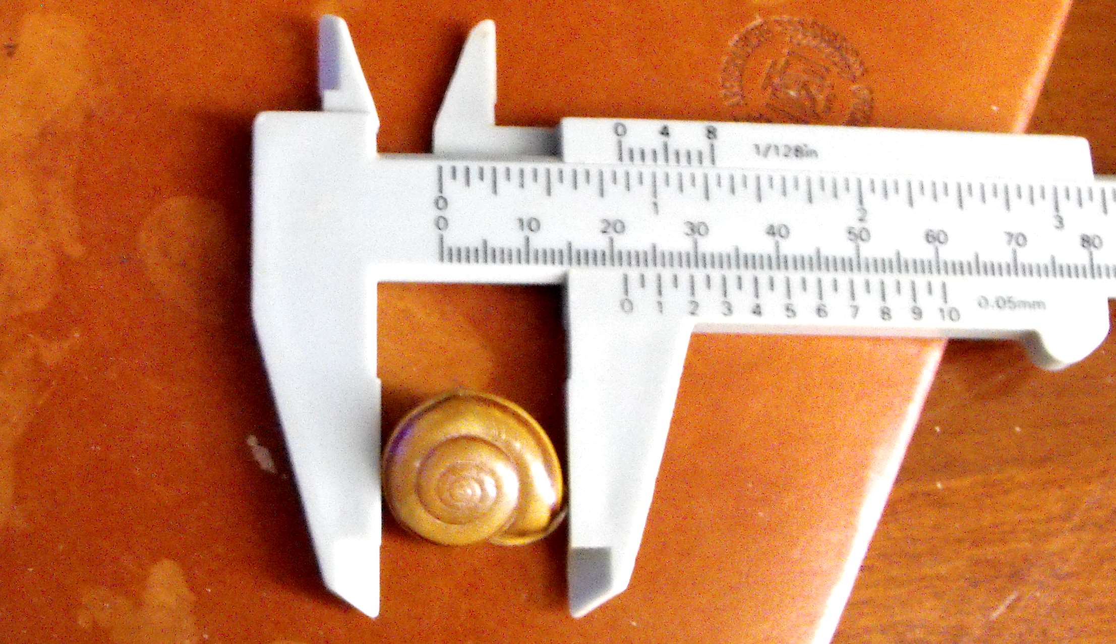 Helix zonata della Brembana (P.Strobel,1847)