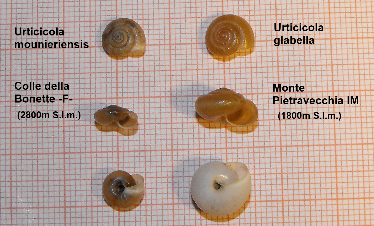 Urticicola mounieriensis (Caziot, 1909)