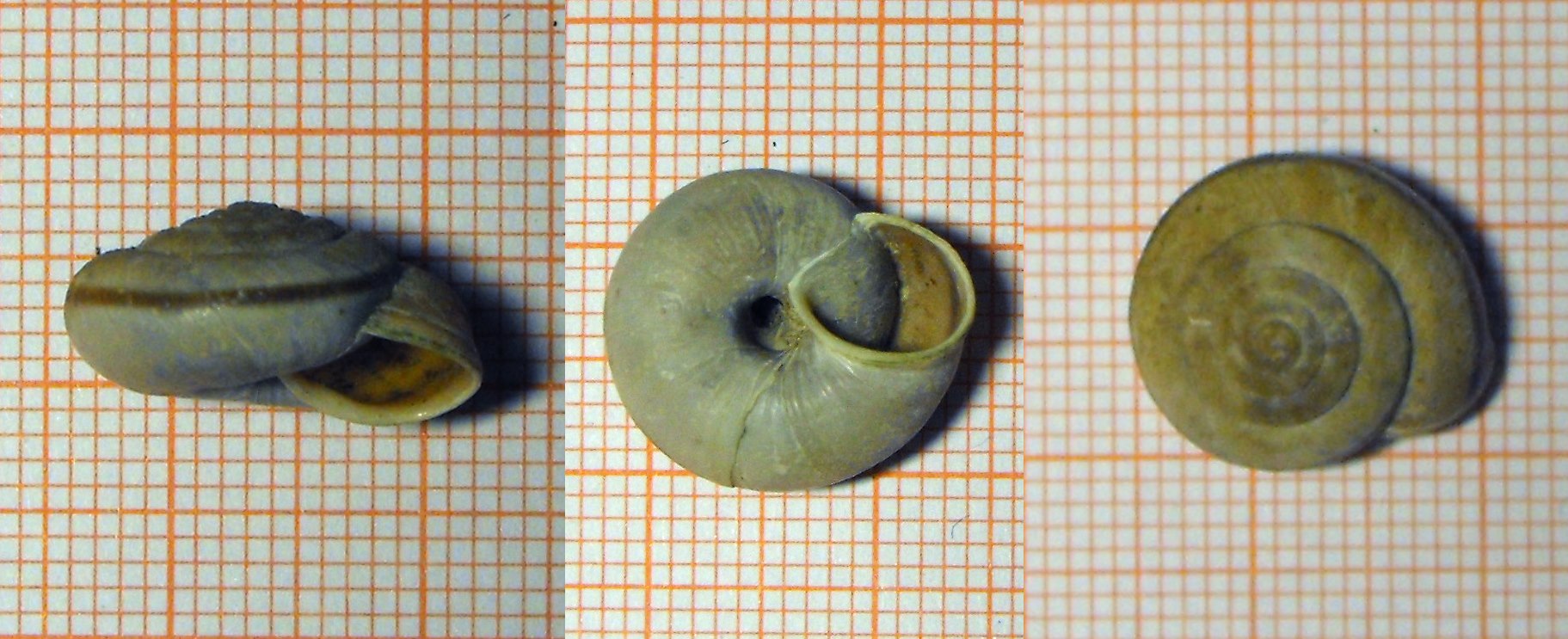 Chilostoma cingulatum (alzonai)