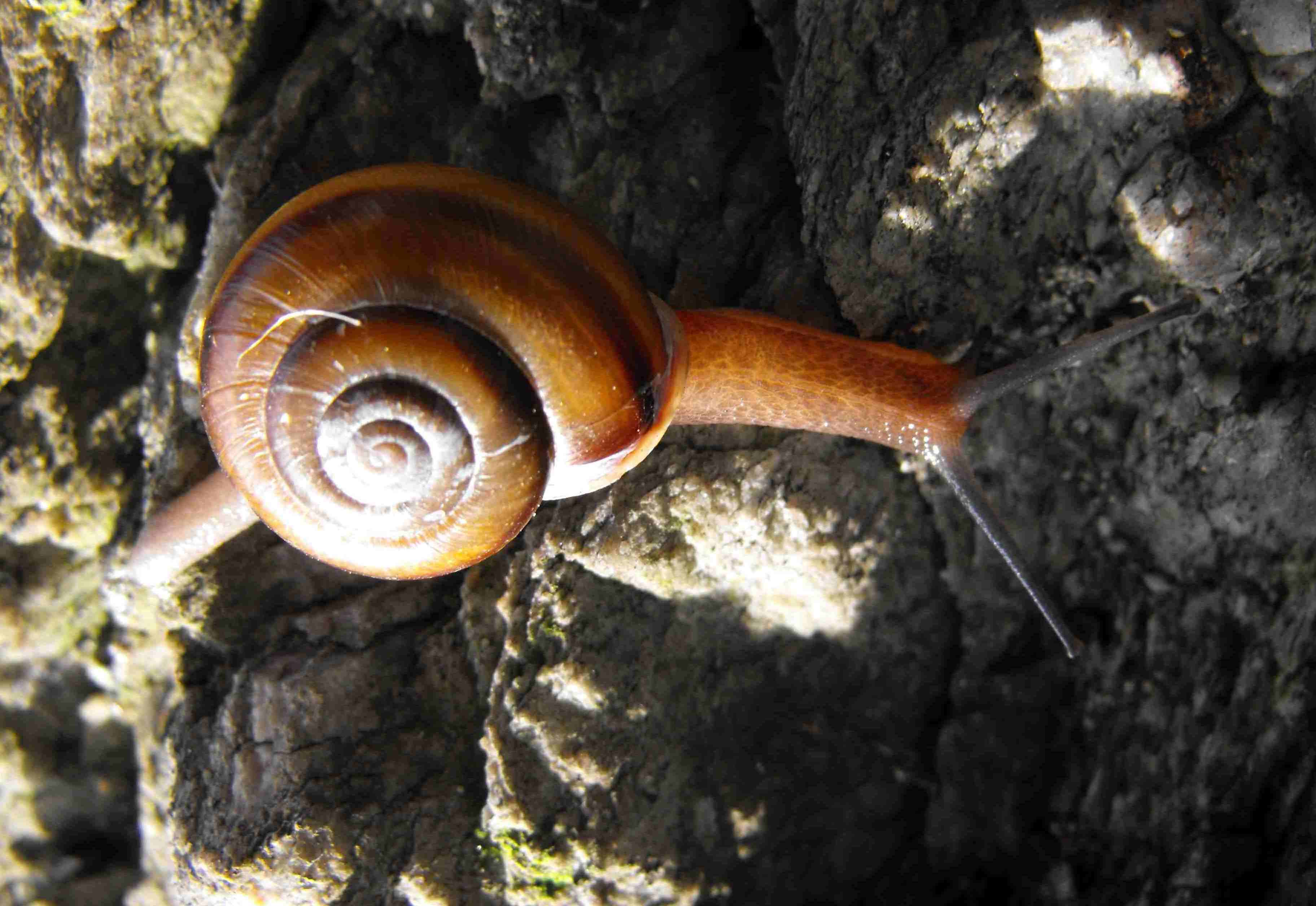 Chiave di lettura genere Chilostoma