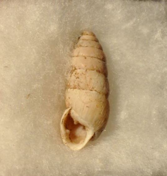 Pseudochondrula seductilis (Rossmassler, 1837)