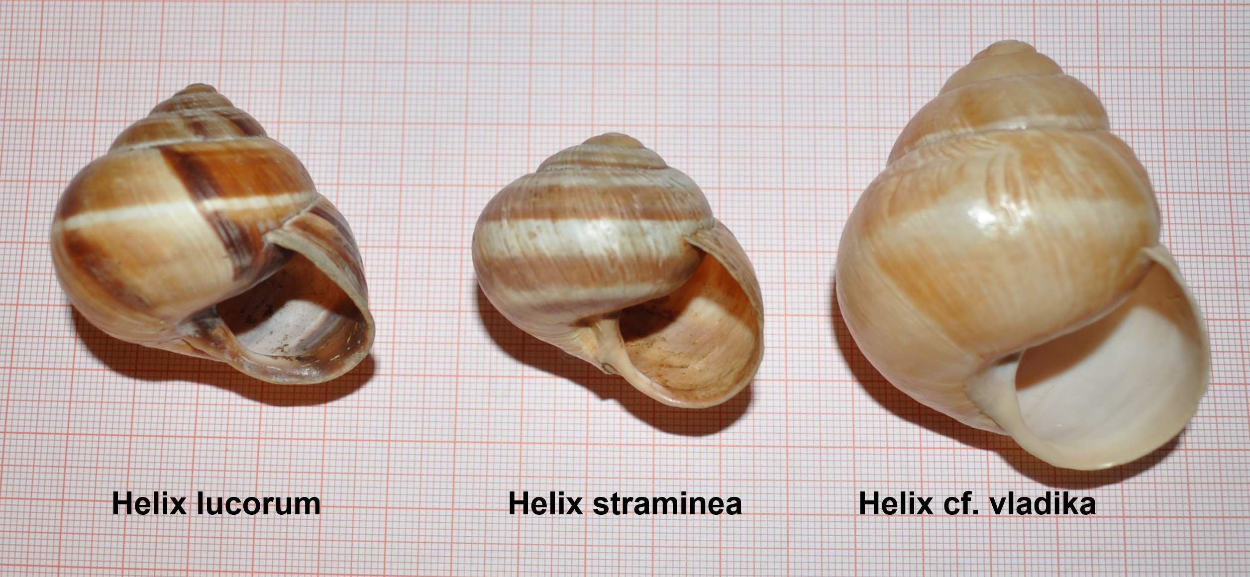 Helix straminea m.te Cucco (PG)