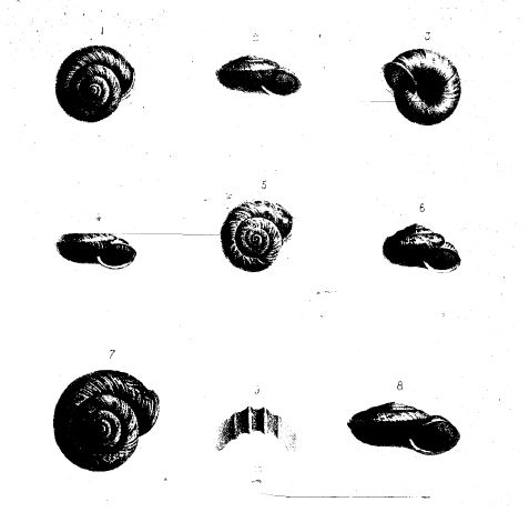 Chilostoma fontenilli, Michaud, 1829