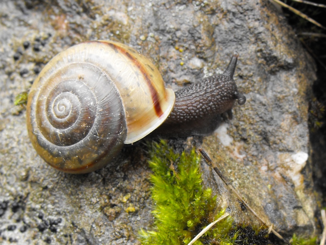 Un posto fantastico per i Chilostoma